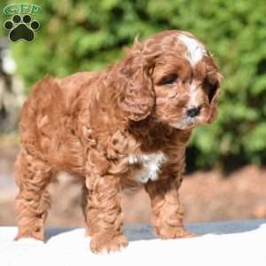 June, Cavapoo Puppy